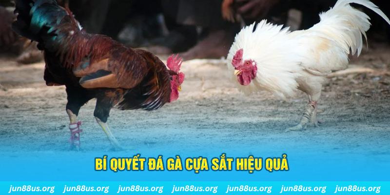 qh8888 đá gà cựa dao