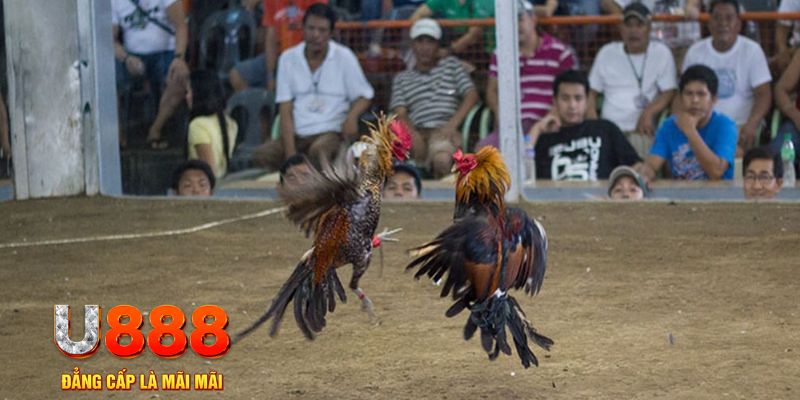 qh8888 đăng nhập mậu binh online