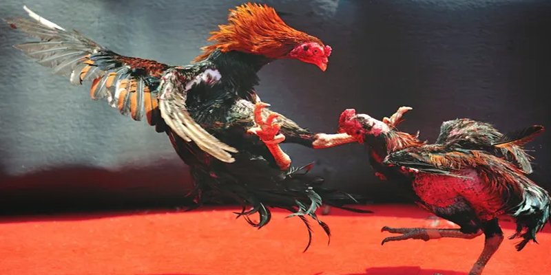 qh8888 BG Bắn cá